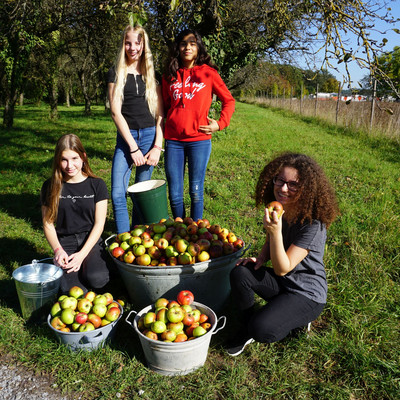 Ran an die Bäume - Stettenfelsschule sammelt Äpfel für eigenen Saft