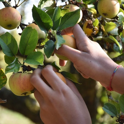 Gemeinschaftsschüler sammeln Äpfel für den eigenen Saft